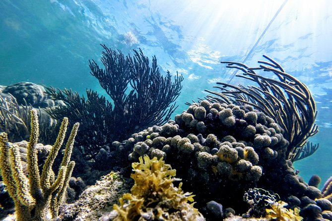 Private Cenote & Snorkeling Tour with Turtles in Akumal - Should you book this tour?