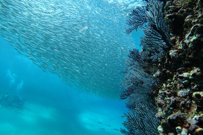 Private Dive Boat for Certified Divers - Cabo San Lucas - Crew style and comfort in the water