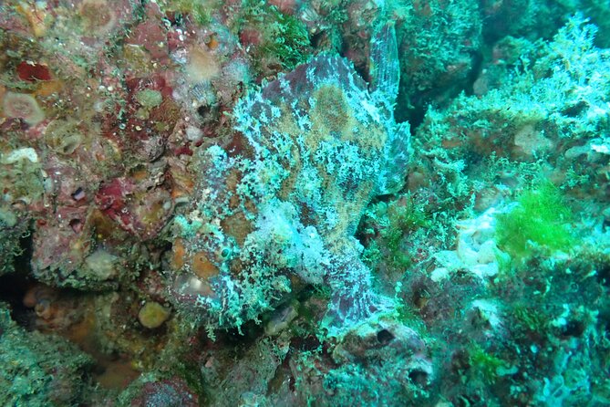 Private Dive Boat for Certified Divers - Cabo San Lucas - What to bring and what to clarify