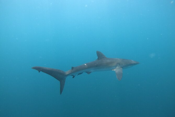 Private Dive Boat for Certified Divers - Cabo San Lucas - Choosing the sites with your guide