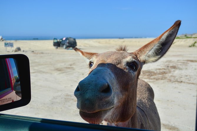 Private Jeep Tour Cabo Pulmo - The East Cape drive and the value of a private vehicle