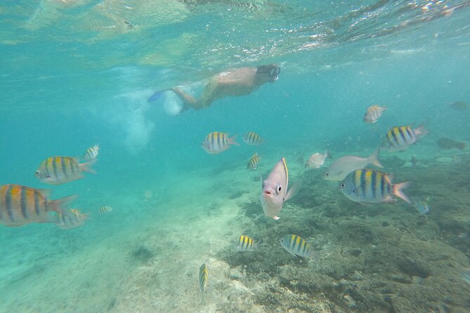 Private MUSA Snorkeling Experience at Isla Mujeres and Cancun - Who Will Get the Most From This Tour
