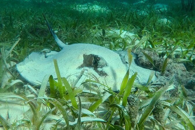 Private (only you) Reef Snorkeling in Puerto Morelos 2x40 minutes - What You Might See Below the Surface
