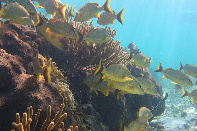 Private (only you) Reef Snorkeling in Puerto Morelos 2x40 minutes - Is $185 Per Person a Fair Price?