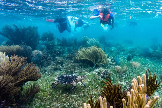 Private (only you) Reef Snorkeling in Puerto Morelos 2x40 minutes - Your Private Pickup From Cancun or the Riviera Maya
