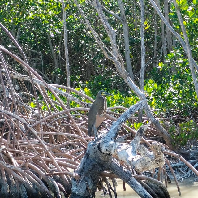 Private Ría Lagartos Boat Tour: Flamingos & Crocodiles - Choosing the best time of day