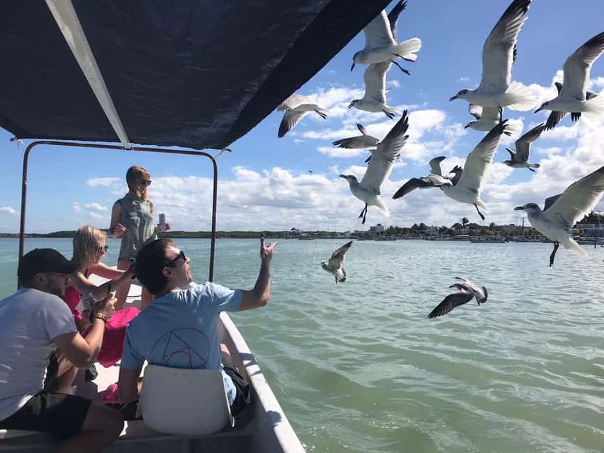 Private Ría Lagartos Boat Tour: Flamingos & Crocodiles - Is $75 per person a fair price?