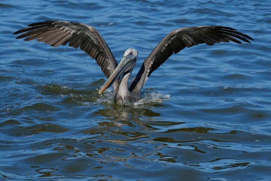 Private Ría Lagartos Boat Tour: Flamingos & Crocodiles - Who will enjoy this tour most