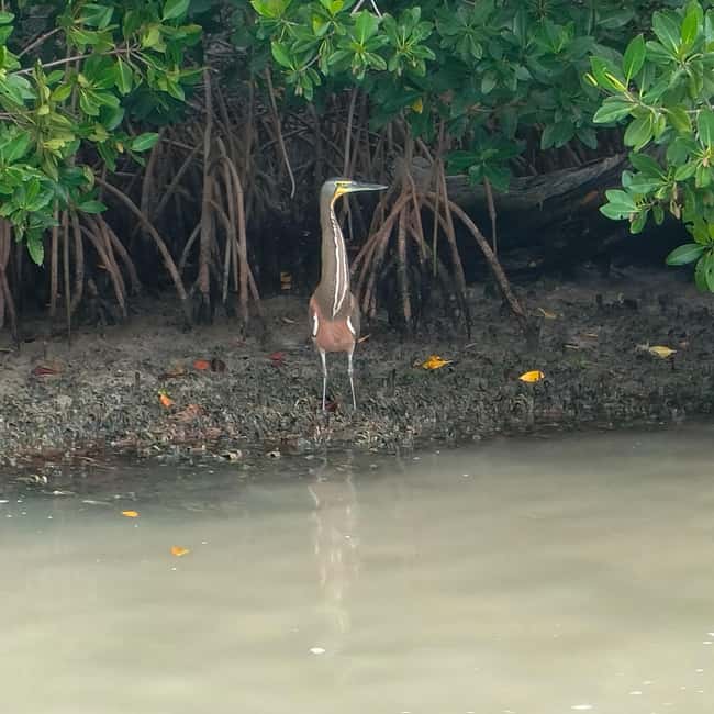 Private Ría Lagartos Boat Tour: Flamingos & Crocodiles - Practical details before you go