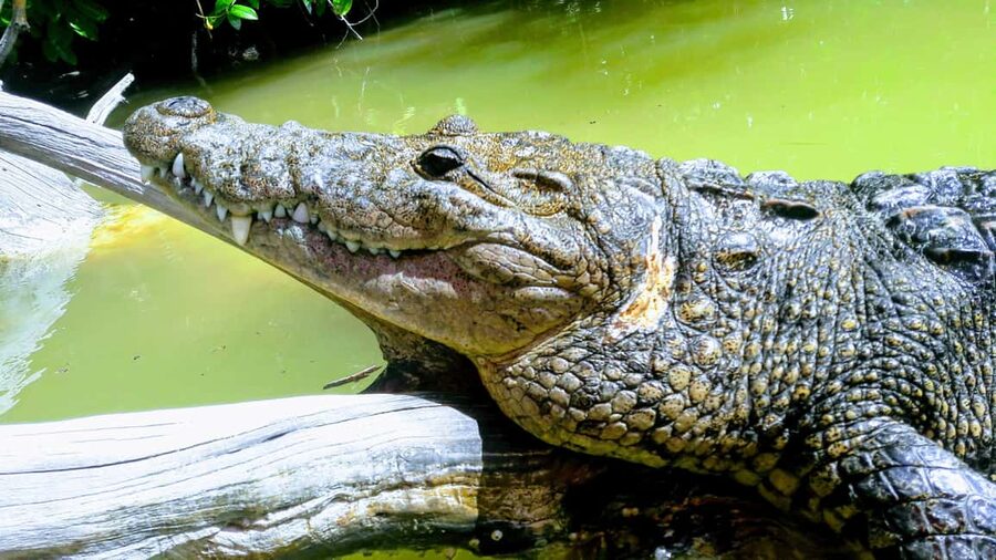 Private Ría Lagartos Boat Tour: Flamingos & Crocodiles - What you may see among the mangroves