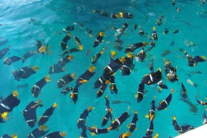 Private Snorkeling Tour to Los Arcos - Meeting at Marina Los Peines