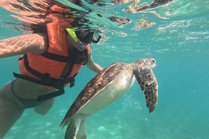 Private Snorkeling with Sea Turtles in Akumal Beach - Meeting Darwin and getting ready at the beach
