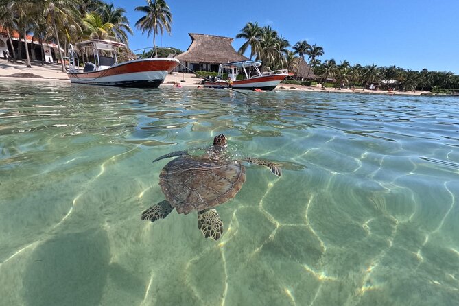 Private Snorkeling with Sea Turtles in Akumal Beach - Turtles, rays, and visibility in the bay