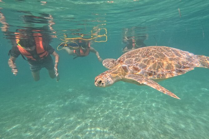 Private Snorkeling with Sea Turtles in Akumal Beach - Why a private group can be worth the extra cost