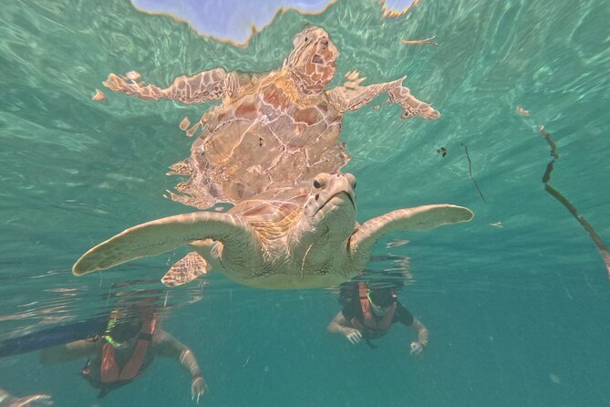 Private Snorkeling with Sea Turtles in Akumal Beach - Photos, rules, and the extra-cost question