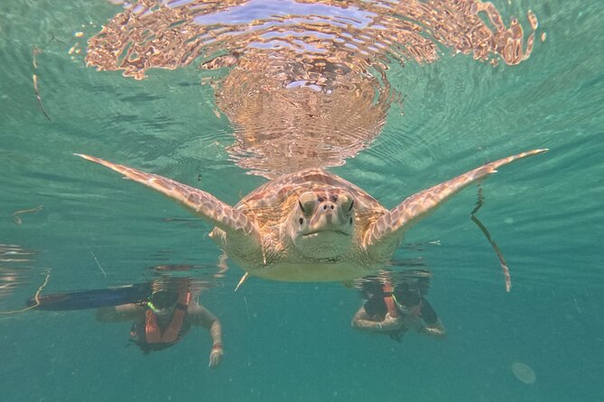 Private Snorkeling with Sea Turtles in Akumal Beach - Who should book this Akumal experience