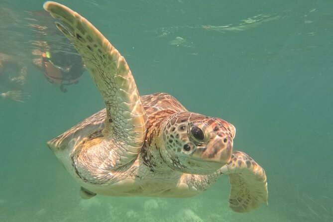 Private Snorkeling with Sea Turtles in Akumal Beach - Planning the day around the one-hour swim
