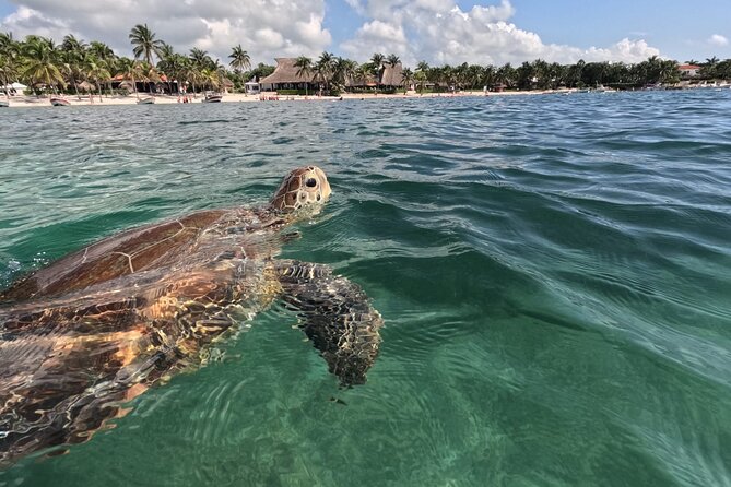 Private Snorkeling with Sea Turtles in Akumal Beach - The one-kilometer route through the protected circuit