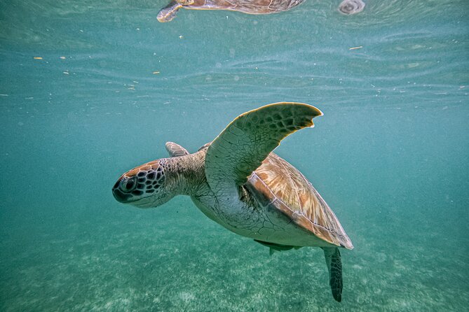 "Private snorkeling with turtles in Akumal + Photos included" - The private format and its real value
