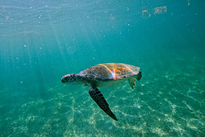 "Private snorkeling with turtles in Akumal + Photos included" - Photos and videos included during the swim