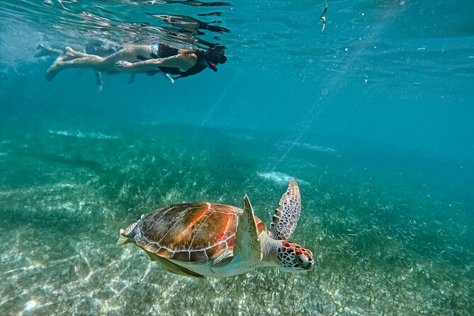 "Private snorkeling with turtles in Akumal + Photos included" - Swimming with turtles in Akumal
