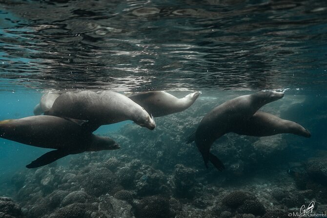 Private Trip Espiritu Santo Island - Reaching La Lobera and the Sea Lions