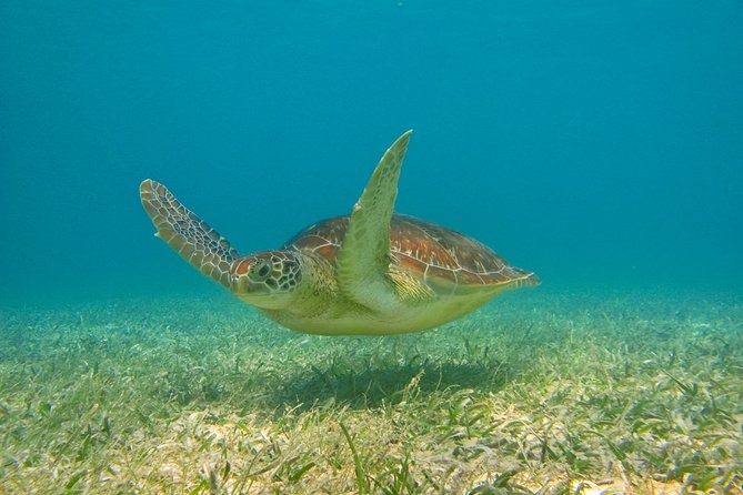 Private Tulum Ruins & Akumal Turtle Adventure - Akumal Beach and the search for sea turtles