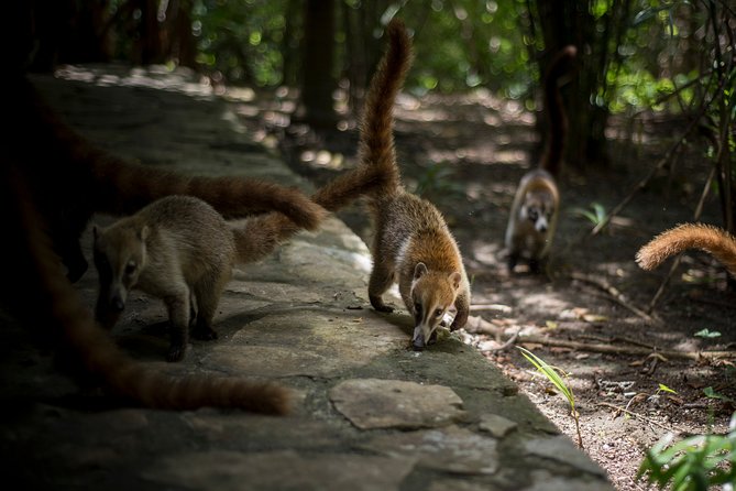 Private Tulum Ruins, Reef Snorkel & Cenote Adventure - Pickup, timing, and the shape of the day