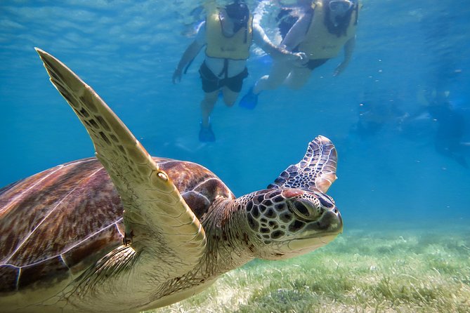 Private Tulum Ruins, Turtles in Akumal and Cenote Adventure - A freshwater cenote in the Yucatan rainforest