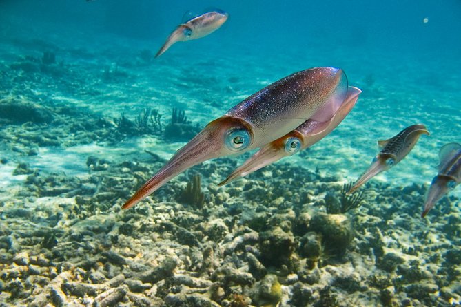 Private Tulum Ruins, Turtles in Akumal and Cenote Adventure - Cancellation and booking details