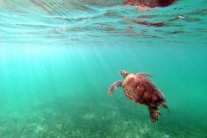 Private Turtles & Cenotes Adventure - What $310 per person really buys you