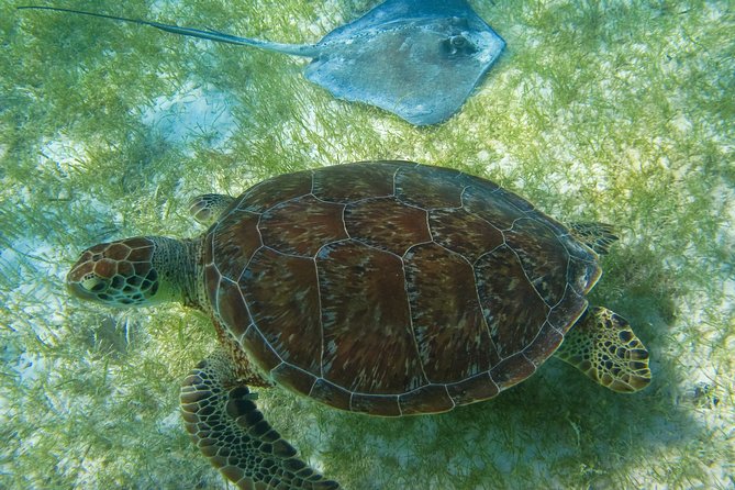 Private Turtles & Cenotes Adventure - Puerto Aventuras and the search for sea turtles