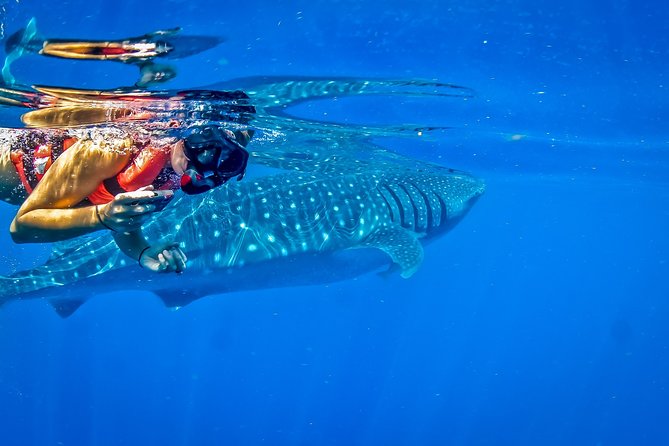 Private Whale Shark All Inclusive Experience - Snorkeling the Mayan Coral Reef