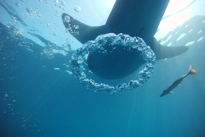 Private Whale Shark All Inclusive Experience - Who will enjoy this six-hour outing