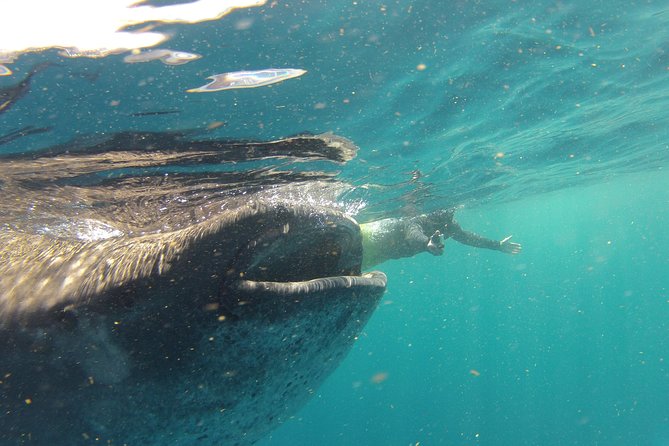 Private Whale Shark All Inclusive Experience - The one-hour ride to the whale sharks