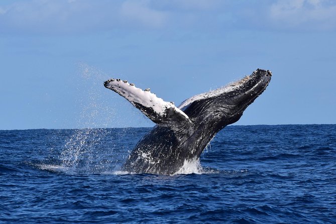 PRIVATE Whale Watch Tour | Cabo San Lucas | Biologist | FREE Pics - Why a private boat changes whale watching in Cabo