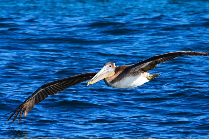 PRIVATE Whale Watch Tour | Cabo San Lucas | Biologist | FREE Pics - Photos, comfort, and what to bring