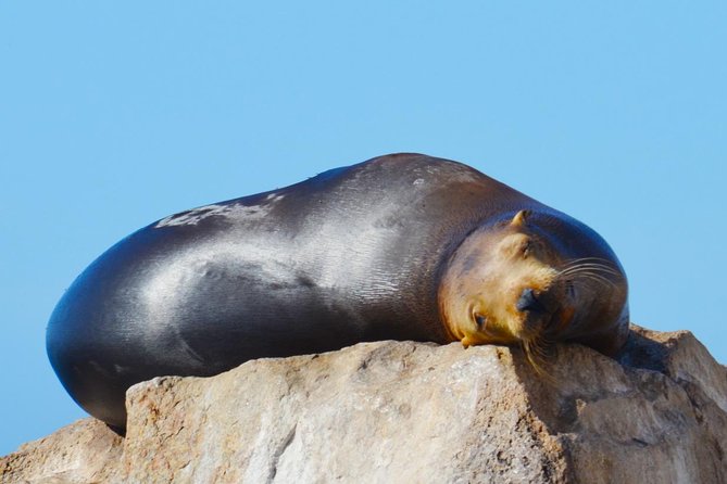 PRIVATE Whale Watch Tour | Cabo San Lucas | Biologist | FREE Pics - Is $369.50 per person a fair price?