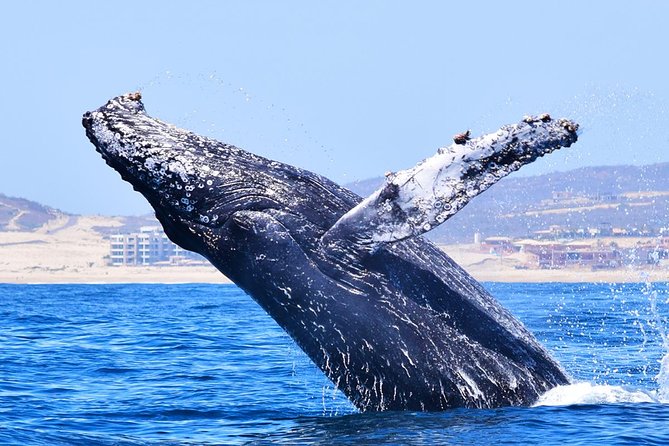 PRIVATE Whale Watch Tour | Cabo San Lucas | Biologist | FREE Pics - Timing, cancellation, and getting there
