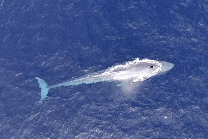 PRIVATE Whale Watch Tour | Cabo San Lucas | Biologist | FREE Pics - Who should book this Cabo whale tour?