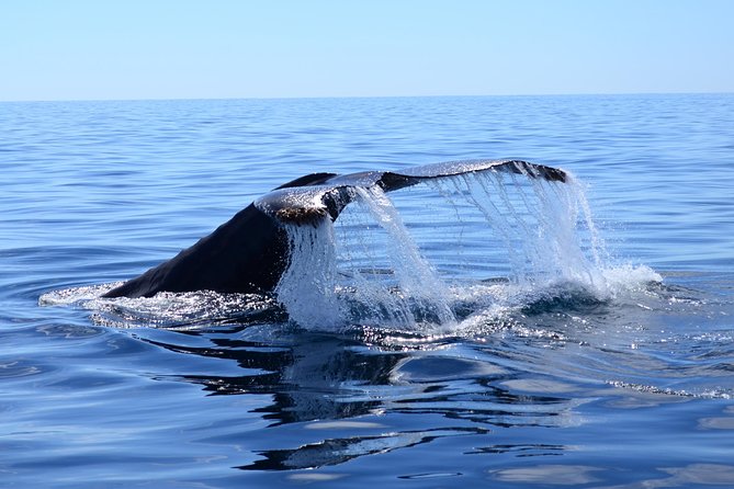 PRIVATE Whale Watch Tour | Cabo San Lucas | Biologist | FREE Pics - Searching the Pacific and the Sea of Cortez