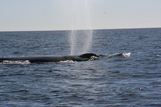 Private Whale Watching in San José del Cabo - On the water with your own captain and guide