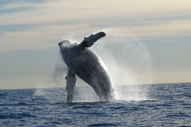 Private Whale Watching in San José del Cabo - Searching for humpback whales