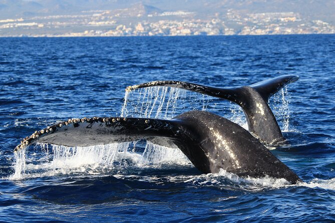 Private Whale Watching in San José del Cabo - The hydrophone is the special touch