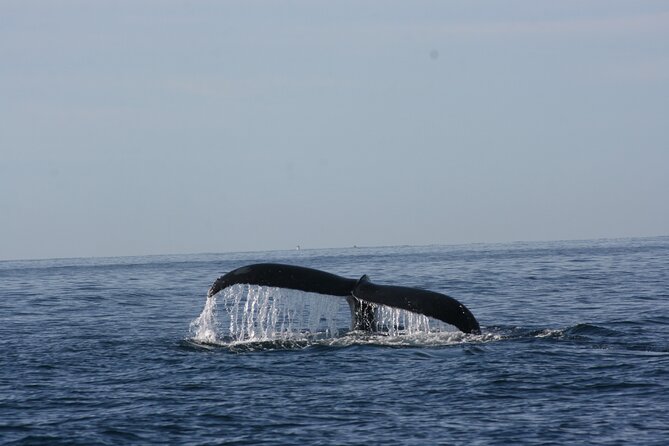 Private Whale Watching in San José del Cabo - Free photos and easy memories