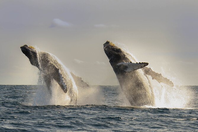 Private Whale Watching in San José del Cabo - Choosing the departure time