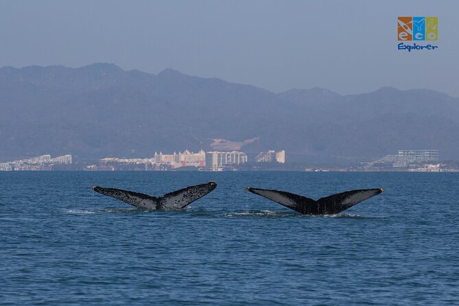 Private Whale watching Puerto Vallarta - Using a hydrophone to hear the whales