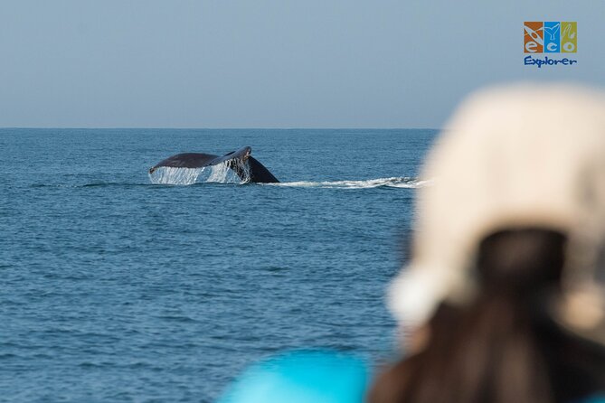 Private Whale watching Puerto Vallarta - Wildlife beyond the whales