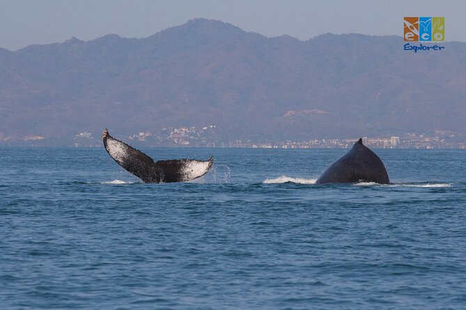 Private Whale watching Puerto Vallarta - What the three-hour itinerary feels like