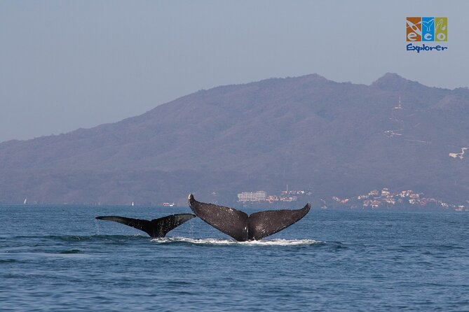 Private Whale watching Puerto Vallarta - What the guides add to the experience